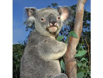 Be a Koala Keeper for a Day