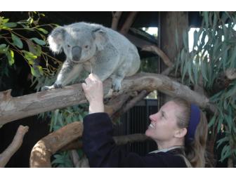 Be a Koala Researcher for a Day