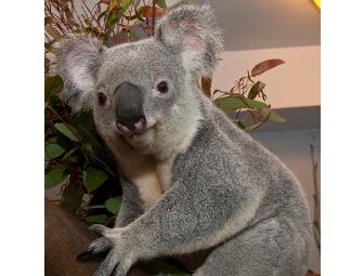 Be a Koala Researcher for a Day