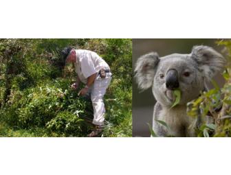 Koala Enrichment Experience