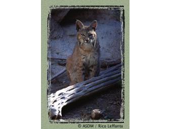 Visit Mountain Lions, Prairie Dogs, Gila Monsters, and More in Tucson, AZ!