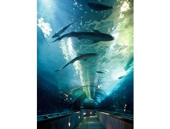 Come Face-To-Face with Sevengill Sharks at Aquarium of the Bay in San Francisco!