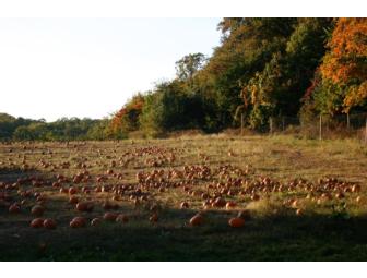 Pick Your Own Apples or Pumpkins, Lunch & Hayride for Ten at Demarest Farm - Hillsdale, NJ