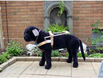 Spinner, the Black Labrador Retriever Plush Guide Dog