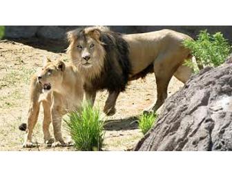 Admission for 4 to the Denver Zoo in Colorado