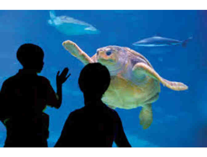 4 Passes to the Adventure Aquarium - Camden, NJ