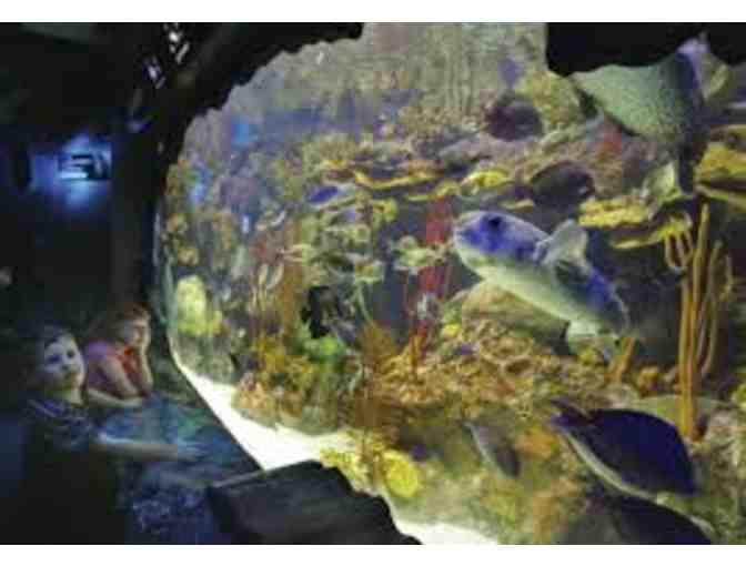 4 Passes to the Adventure Aquarium - Camden, NJ