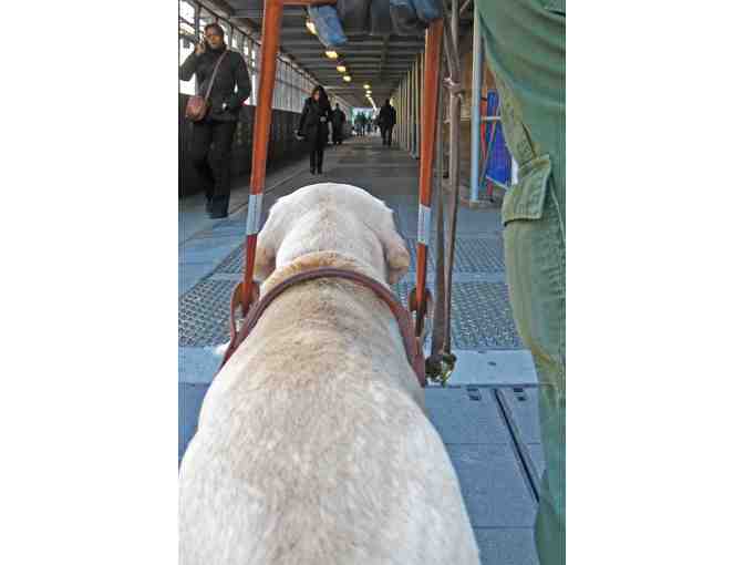 Help Change a Life with This Top Quality Leather Harness and Leash