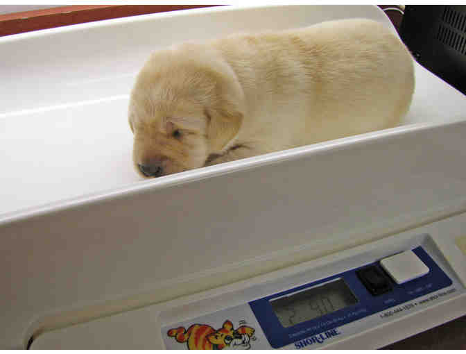 Provide Vaccinations for One Seeing Eye Puppy