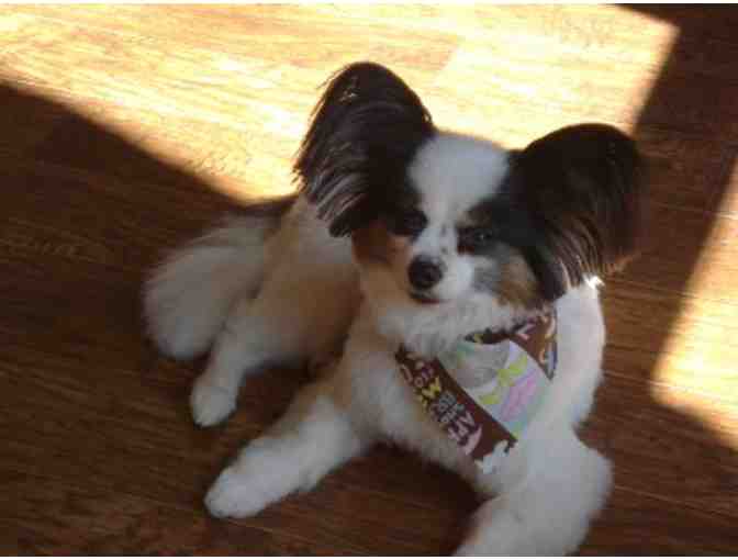 Professional Grooming Session for Your Pup - Chester or Morris Plains, NJ