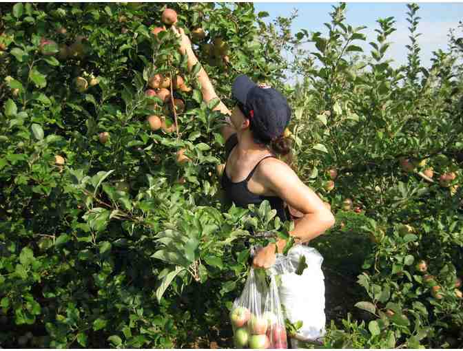 Apple Picking, Lunch & Hayride for Four at Demarest Farm - Hillsdale, NJ