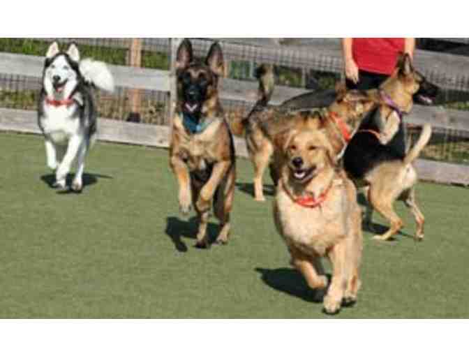 Day Camp & Bath  at Wagsworth Manor Pet Resort in Malvern, PA