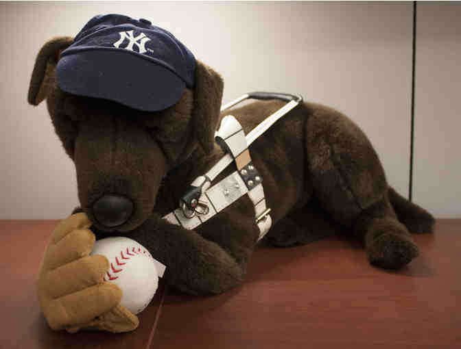 Fly, the Chocolate Lab with NY Yankees Baseball Themed Gear and Ball Park Snacks