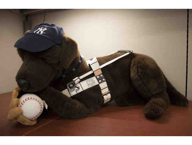 Fly, the Chocolate Lab with NY Yankees Baseball Themed Gear and Ball Park Snacks