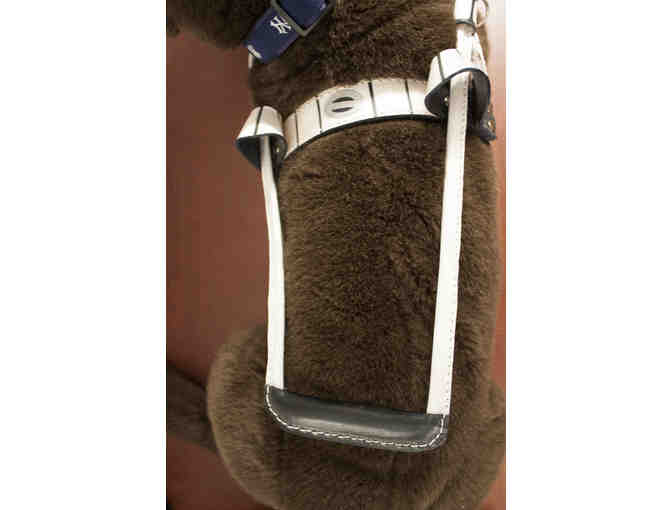 Fly, the Chocolate Lab with NY Yankees Baseball Themed Gear and Ball Park Snacks