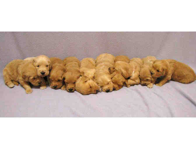 Sponsor a Litter of Golden Retriever Pups - Photo 1