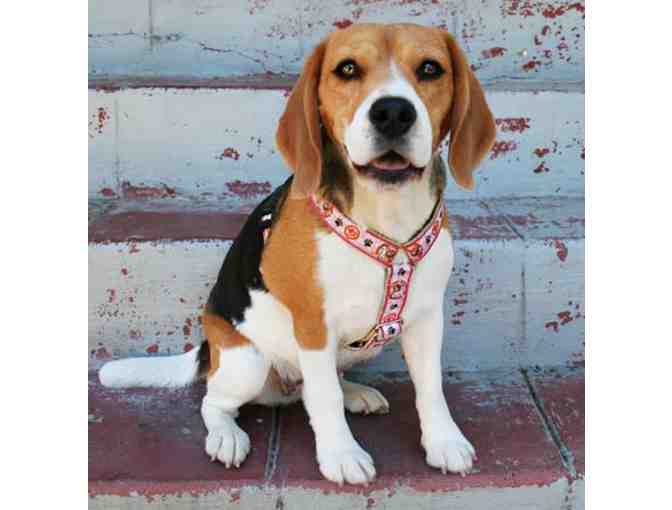 Handcrafted Hemp Dog Harness with Beagle design