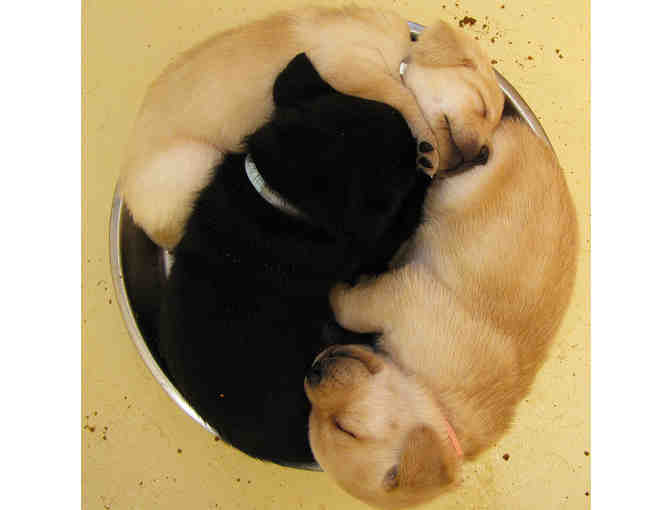 Feed a Litter of Five Seeing Eye Puppies for One Month