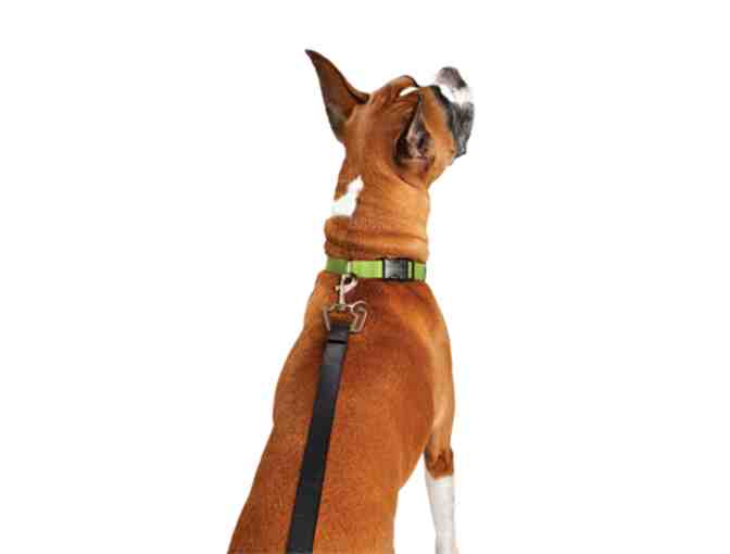 Large ThunderLeash and ThunderTreats