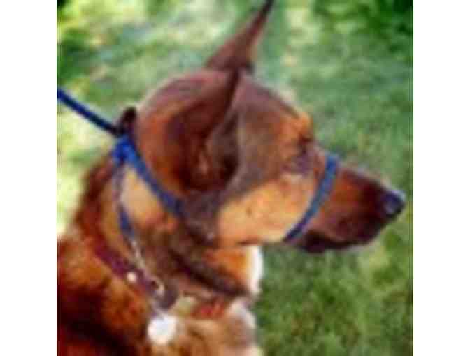 Perfect Pace Halter Leash