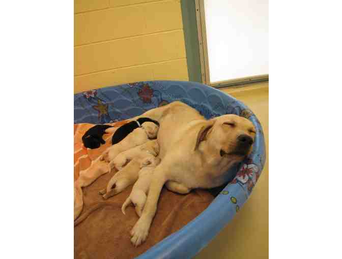 Provide a Kiddie Pool for Expectant Moms and a Place to Cool Off for Dogs in Training