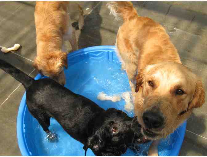 Provide a Kiddie Pool for Expectant Moms and a Place to Cool Off for Dogs in Training