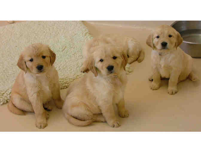 Sponsor a Litter of Golden Retriever Pups