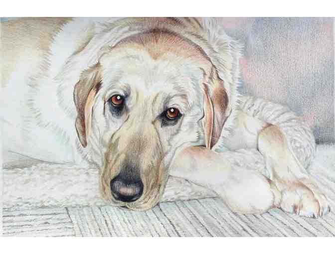 Custom Watercolor or Colored Pencil Pet Portrait by Artist Hava Hegenbarth
