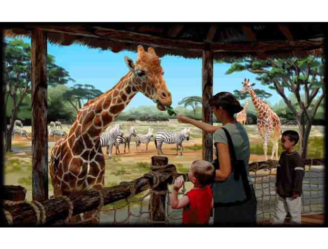 VIP Experience at the Columbus Zoo Feeding Giraffes & More + $150 Hyatt Gift Card
