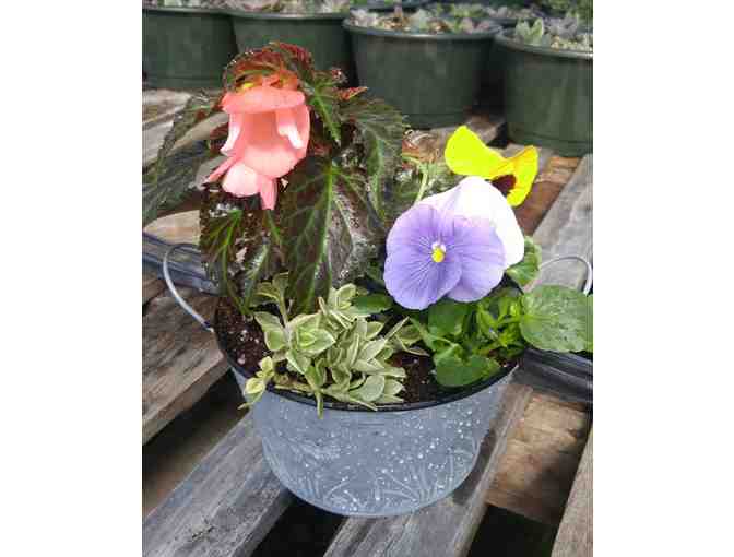 Metal planter with pansies mix and a Begonia - from Angela's Flower Market in Swansea, MA