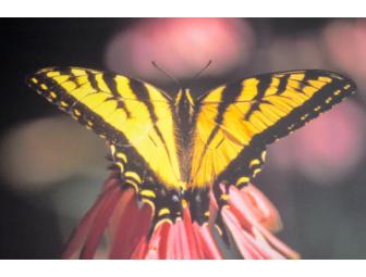 Matted framed archival quality photograph of a butterfly