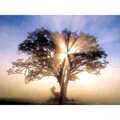 Essence of Healing ~ Wellness and Healing Center