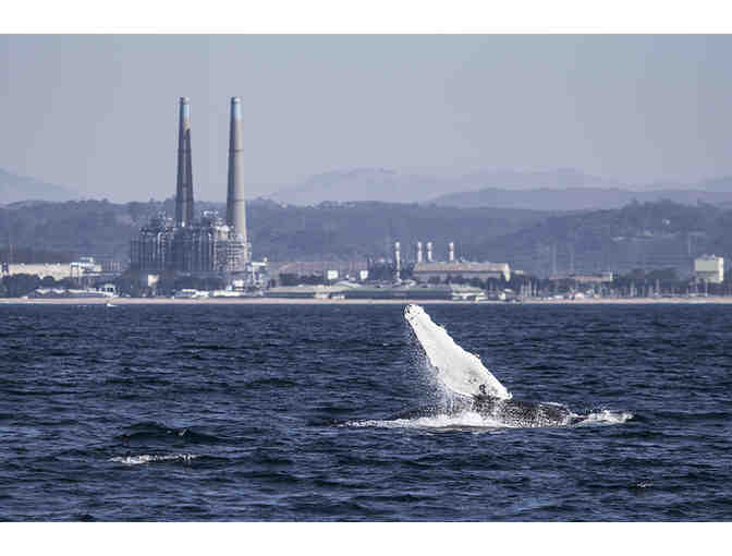 Whale Watching on the Monterey Bay for Two