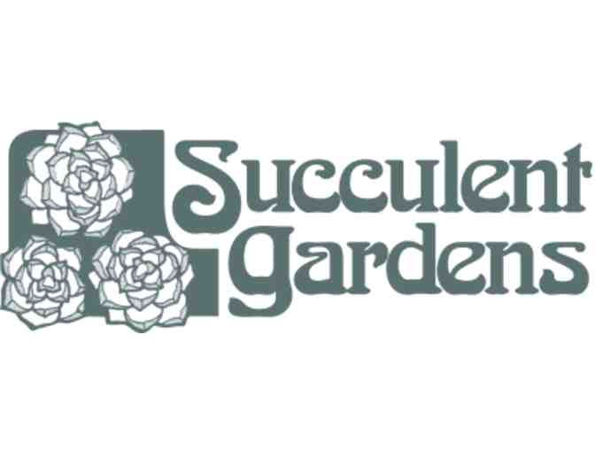 Succulent Gardens ~ three Flats of 4-inch Succulent Plants!