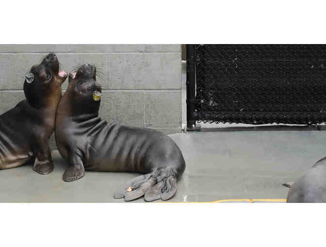 Behind-the-Scenes Tour of The Marine Mammal Center for Four!
