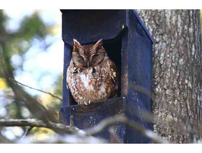 Screech Owl Bird House - Photo 1