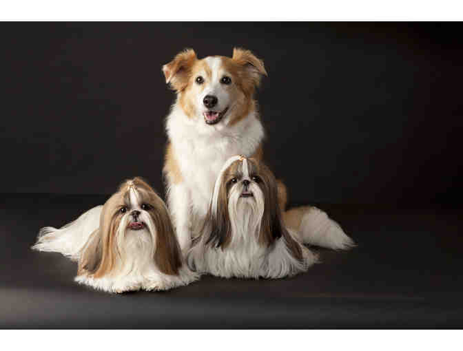 Studio Pet Photography Certificate