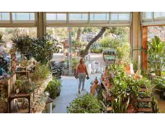 $100 Gift Certificate for Flora Grubb Gardens