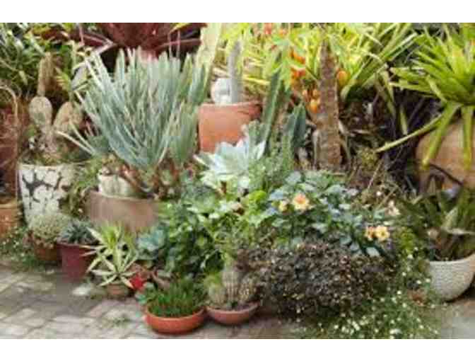 $100 Gift Certificate for Flora Grubb Gardens