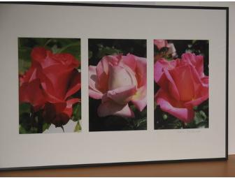 Moraga Roses - Prints, Sold Separately