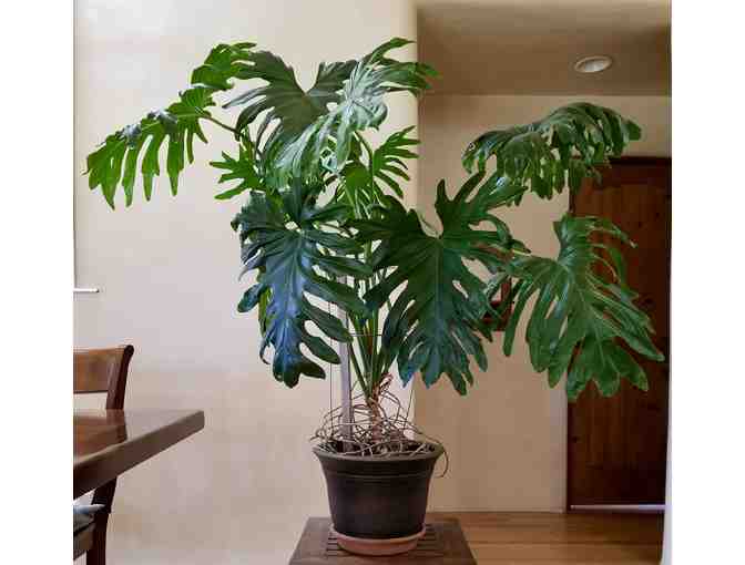 Monstera deliciosa house plant ($150 value) - Photo 1