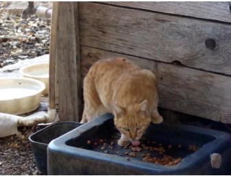 Feed a Feral Cat Colony for a Month #1