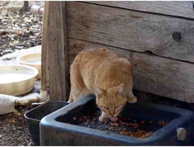 Feed a Feral Cat Colony for a Month - Photo 1