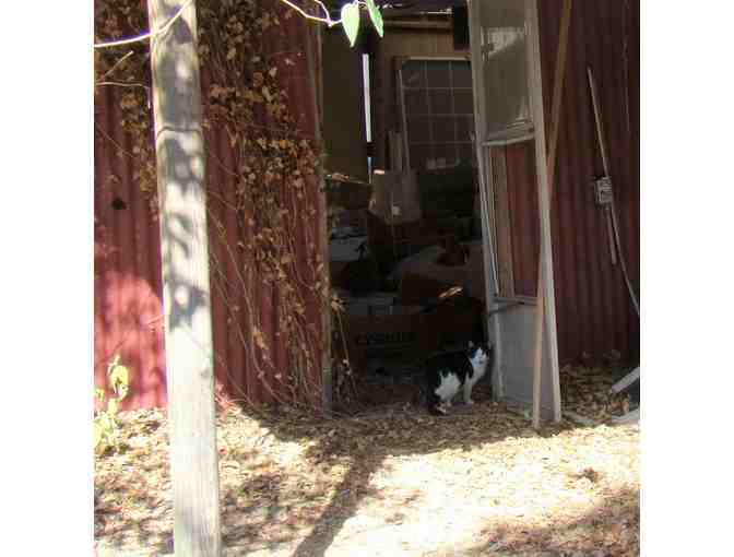 Feed a Feral Cat Colony for a Month - Photo 2