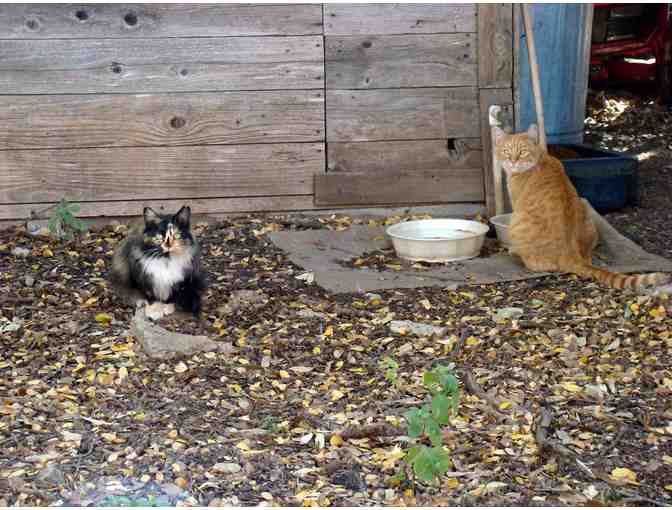 Feed a Feral Cat Colony for a Month - Photo 3
