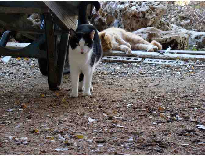 Feed a Feral Cat Colony for a Month - Photo 7