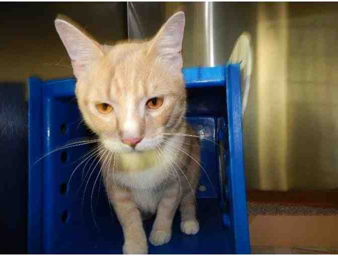 Shadow Cats One Life Fund