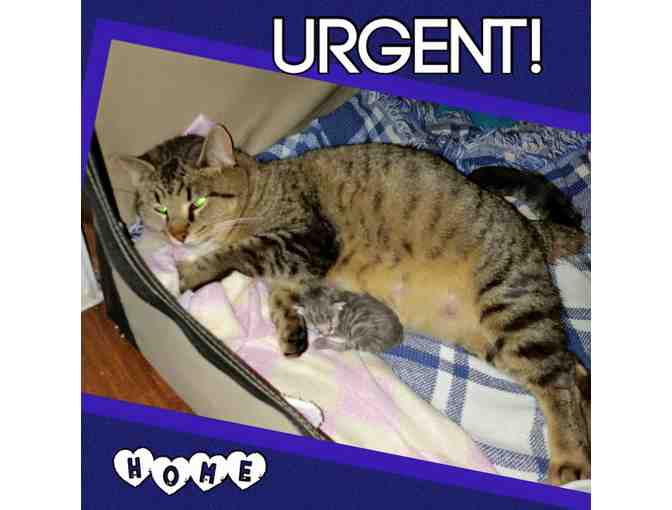 Shadow Cats One Life Fund