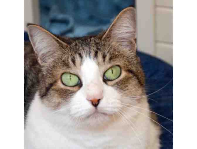 Welcome Spring Window Clings!