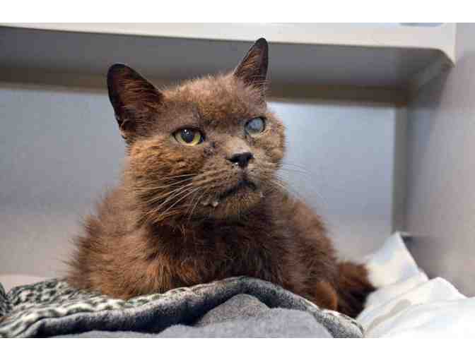Medical/Surgical Care for Sanctuary Cats